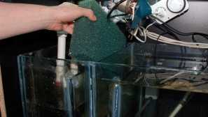 Ako správne umyť akvárium pomocou akváriových rýb a rastlín